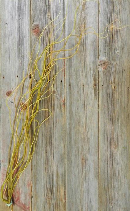 CURLY WILLOW TIPS BRANCHES